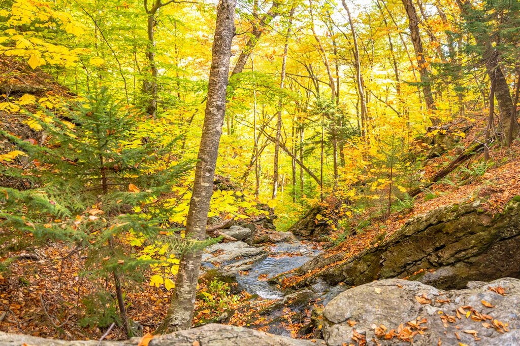Golden forest, Mount Greylock State Reservation, Massachusetts