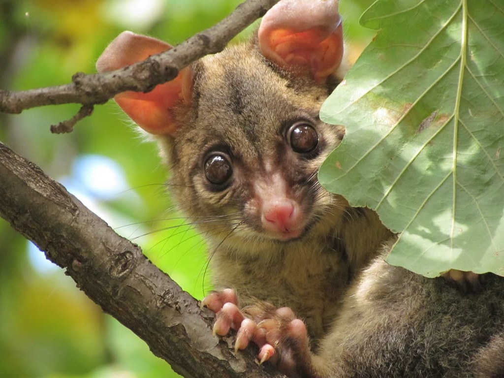 Mount Kaputar National Park, Australia