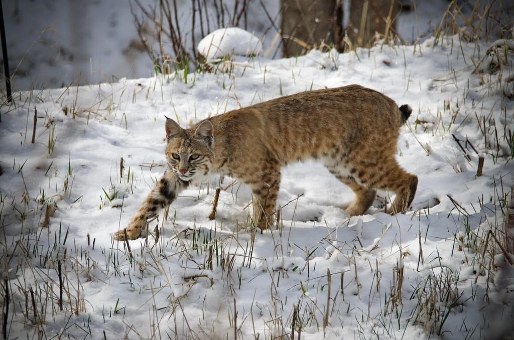 Bobcat, Mount Zirkel Wilderness, Colorado