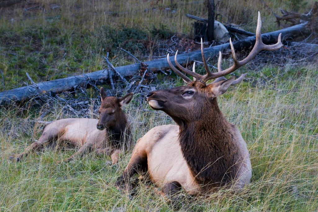 Elk, Municipal District of Ranchland, Alberta