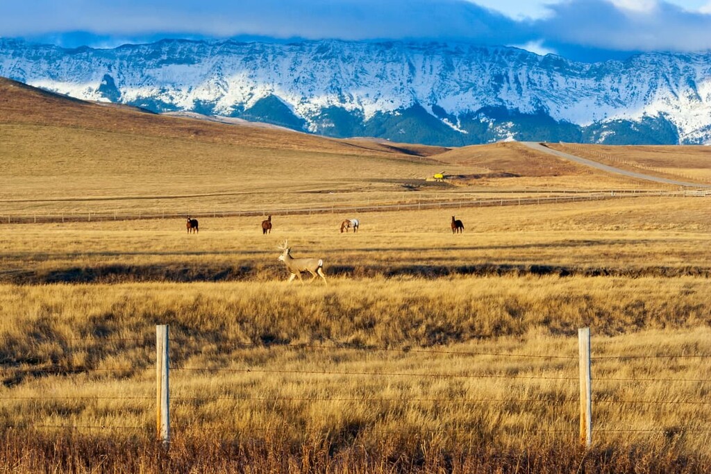Livingstone Range, Municipality of Crowsnest Pass, Alberta