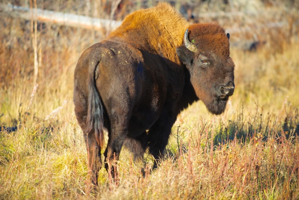 Muskwa Ranges