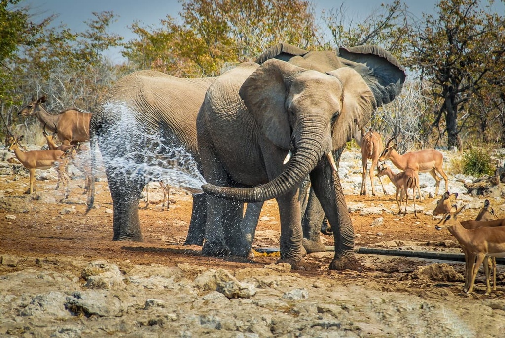 Etosha National Park, Namibia