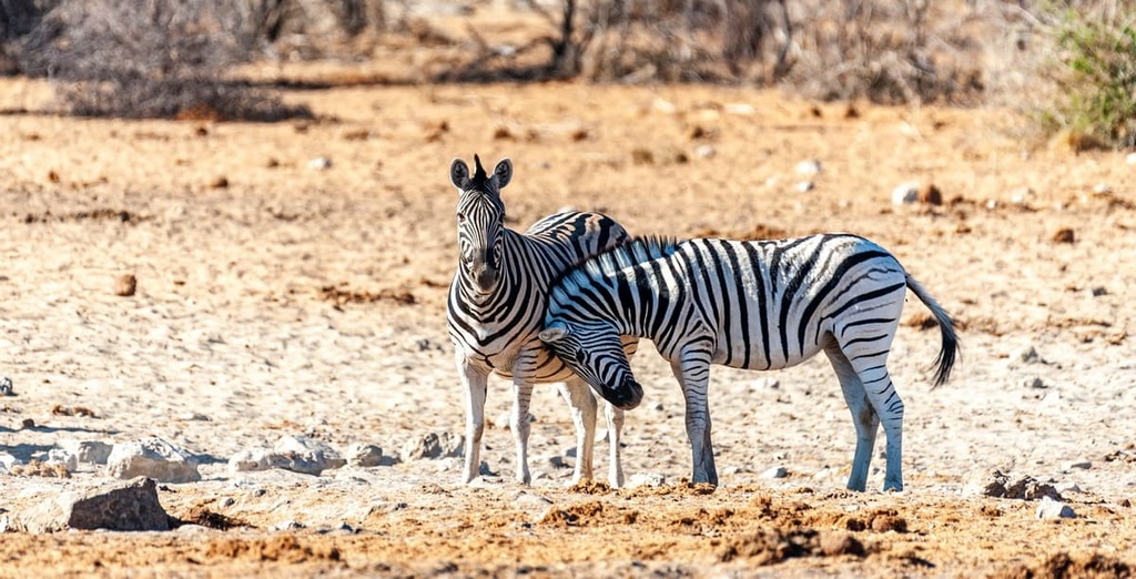 Etosha National Park, Namibia