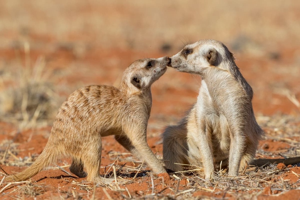 Kalahari desert, Namibia