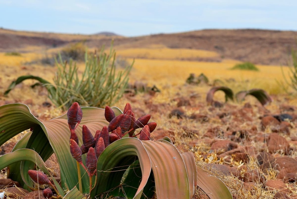 Welwitschia mirabilis, Namibia