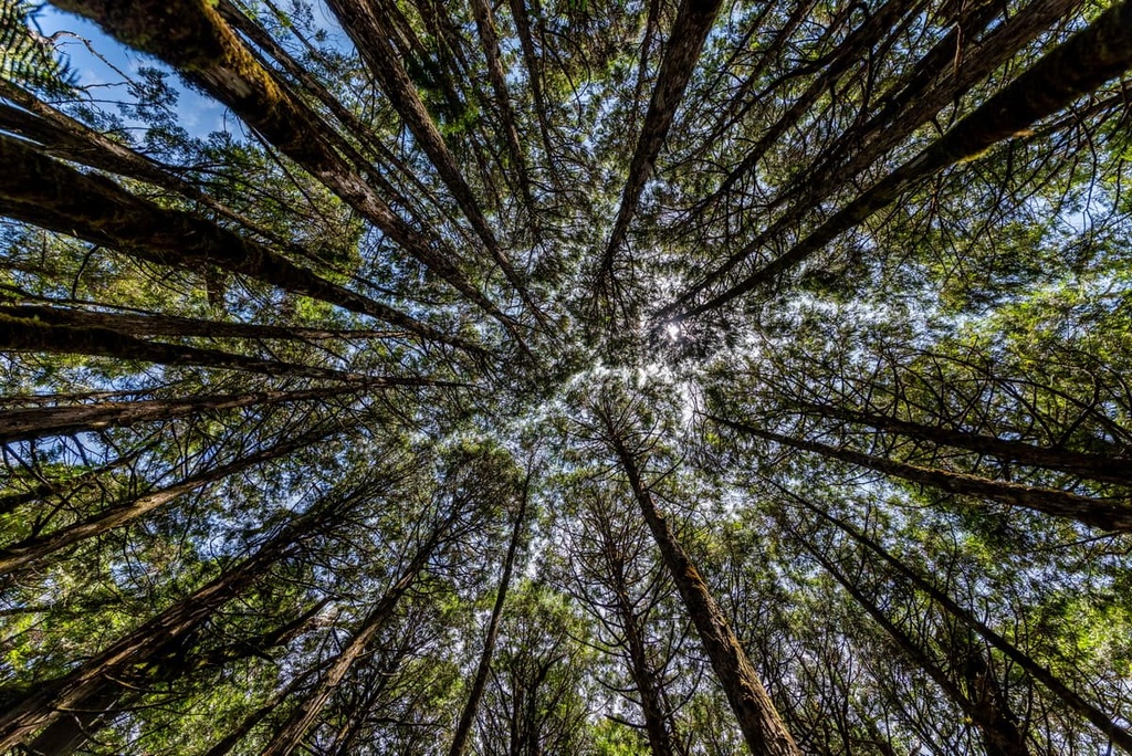 Nan’ao Broadleaf Forest Nature Reserve, Taiwan