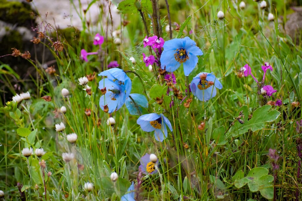 Nanda Devi National Park, India