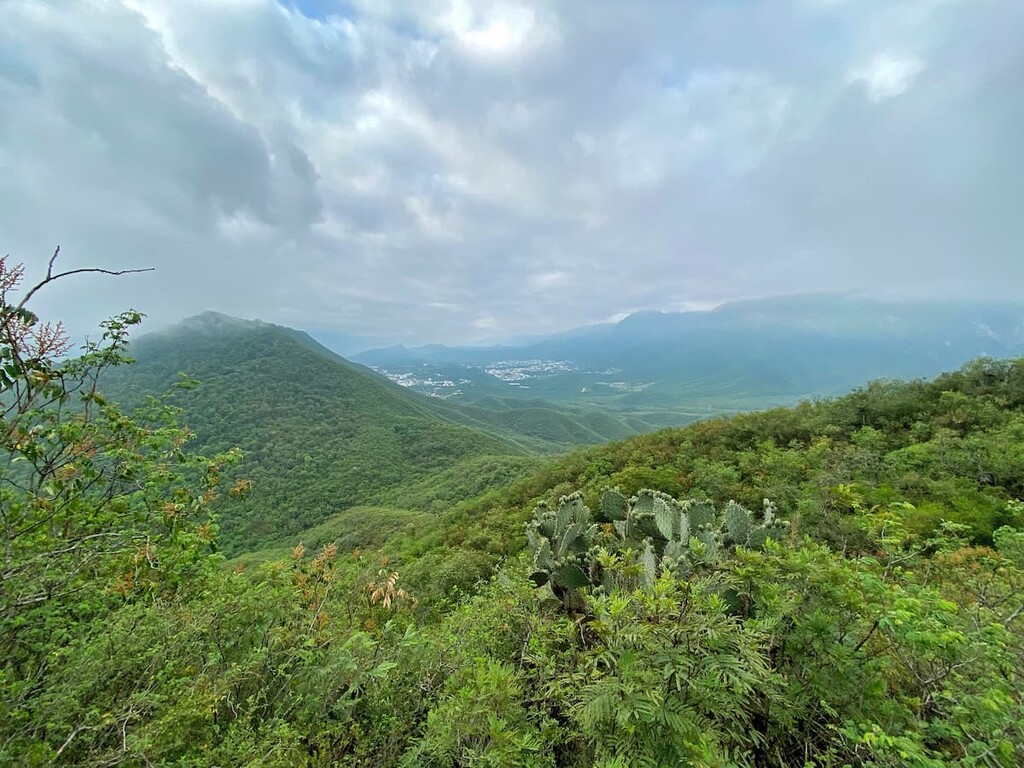 Forest. National Park Summits of Monterrey, Mexico