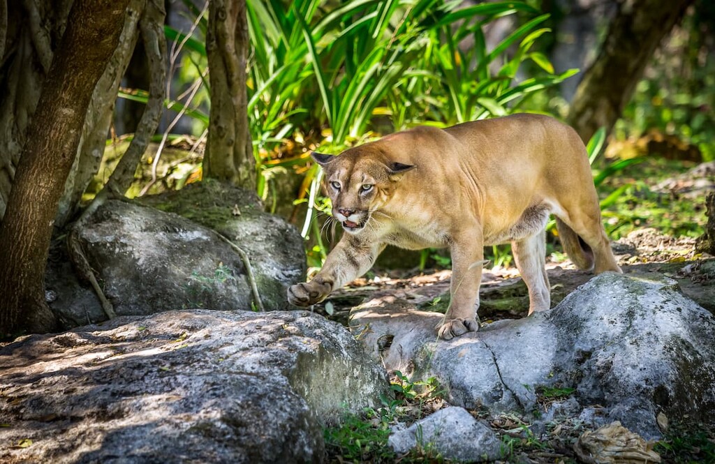 mountain lions, Mexico