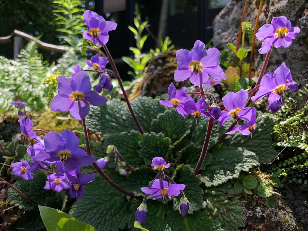 Pyrenean violets, Parc National des Pyrenees, France