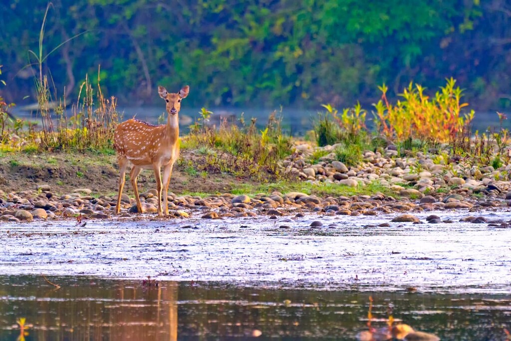 Axis Deer at Bardiya National Park, Nepal