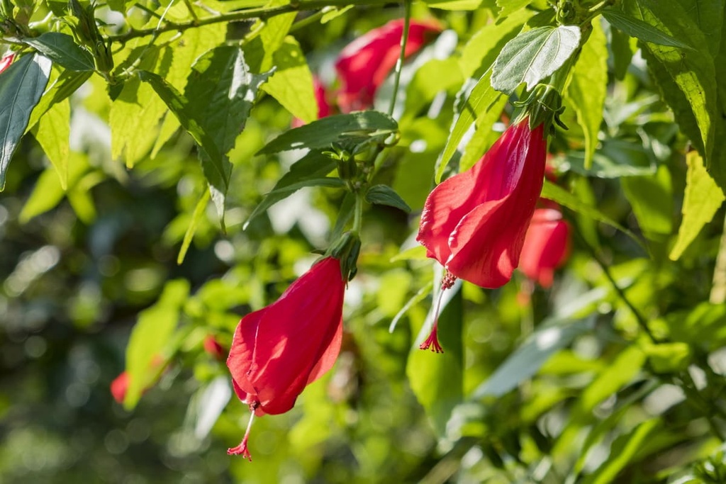 mountain hibiscus, New Taipei, Taiwan