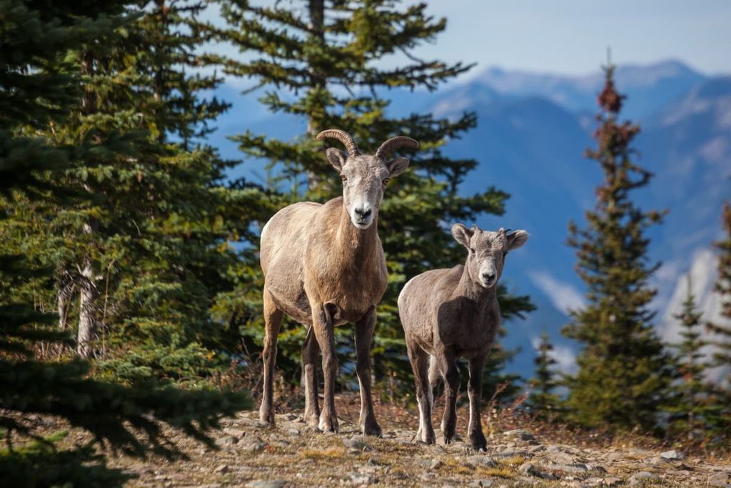 Sulphur skyline trail, Nikanassin Range, Canada