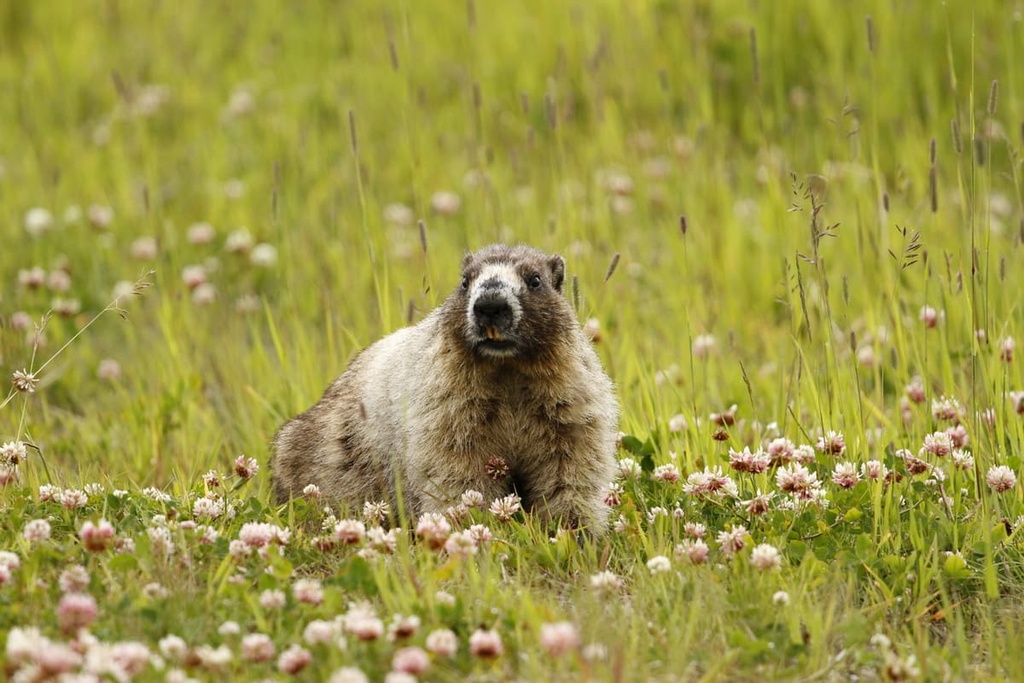 Nisga’a Memorial Lava Beds Provincial Park, Canada
