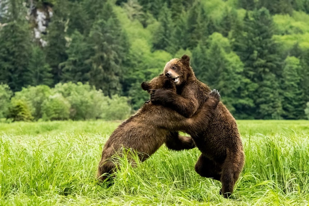 grizzly bears, North Coast Regional District, Canada