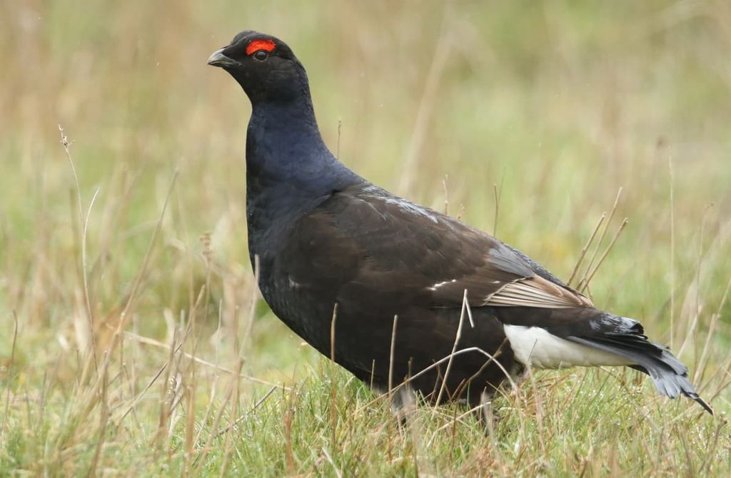 Black Grouse, Tetrao tetrix, North Pennines Area, England