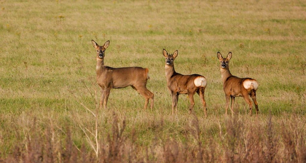 Wild Roe Deer , North Wessex Downs Area of Outstanding Natural Beauty, England