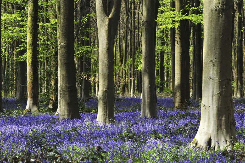 North Wessex Downs Area of Outstanding Natural Beauty, England