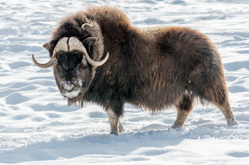 Muskoxen, Northwest Territories, Canada