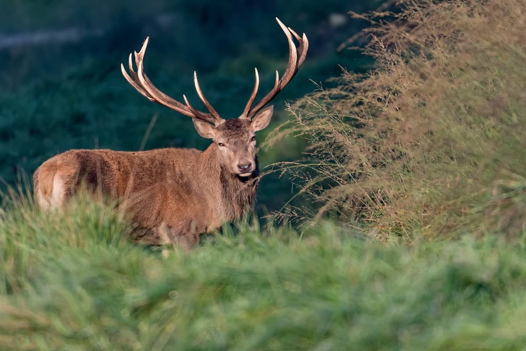 red deerб Canton Obwalden, central Switzerland