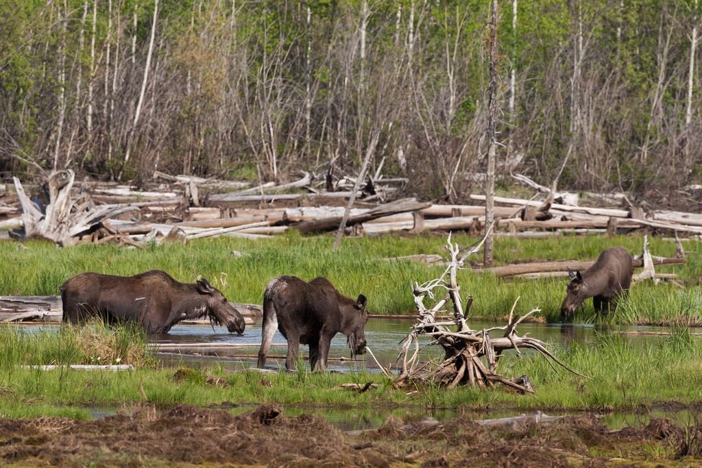 moose, Omineca Mountains, Canada