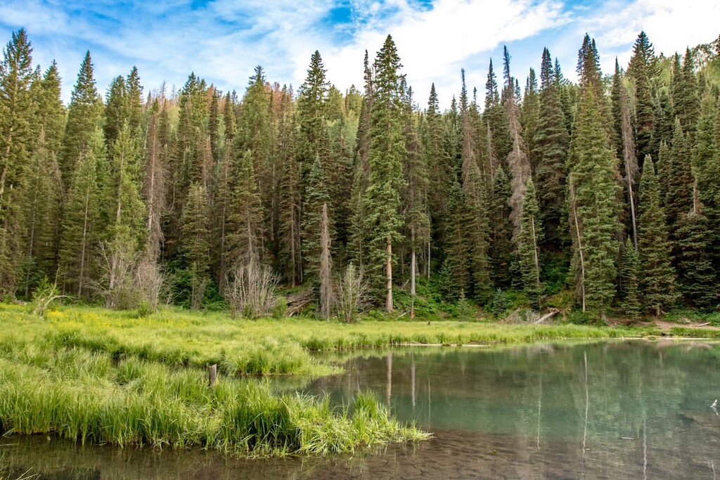 Forest, Opal Range, Canada
