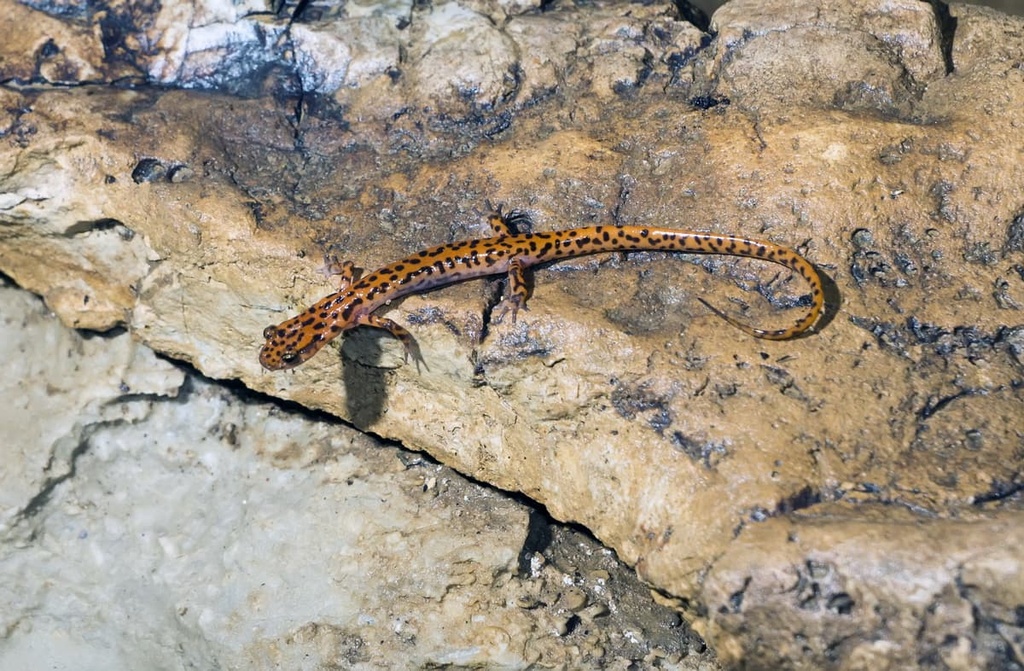 Ouachita National Forest, Arkansas and Oklahoma