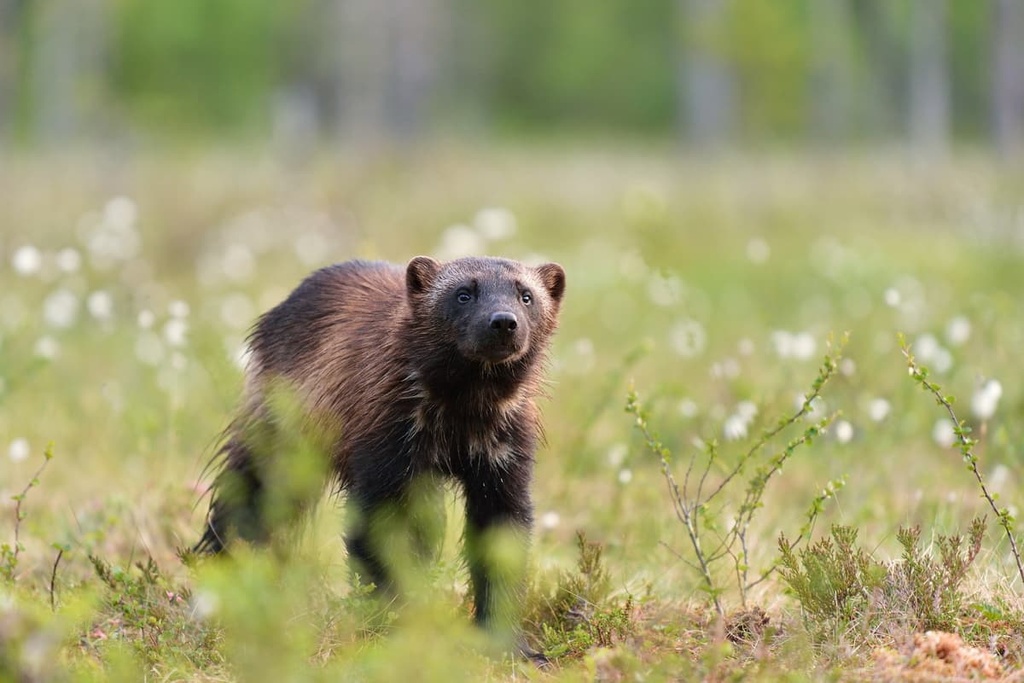 Paanajärvi National Park, Russia