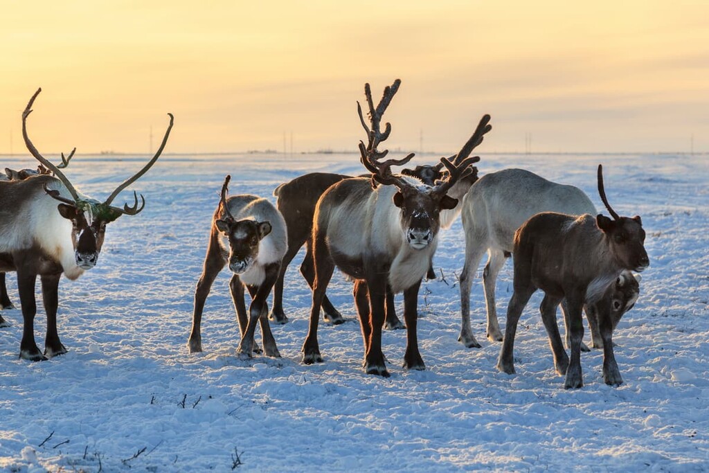 reindeer, Paistunturi Wilderness Area, Lapland, Finland