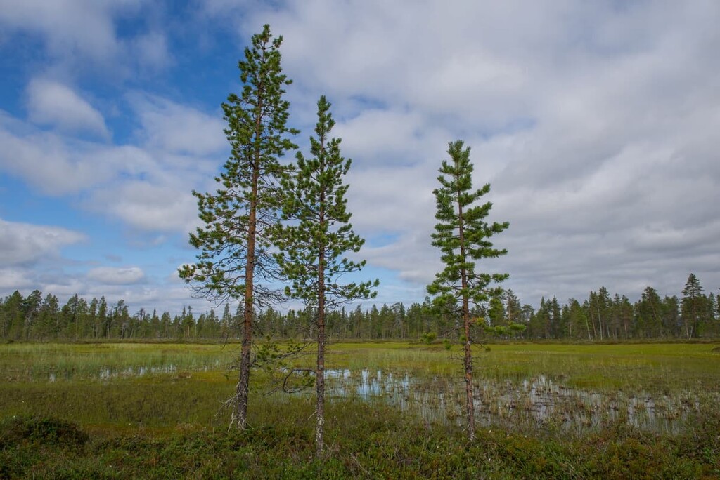Pallas—Yllästunturi National Park