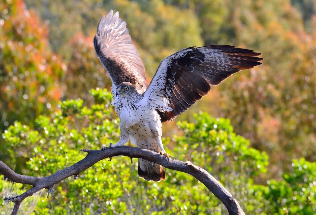 Bonelli’s eagle,  Parc Natural de la Muntanya de Montserrat, Spain