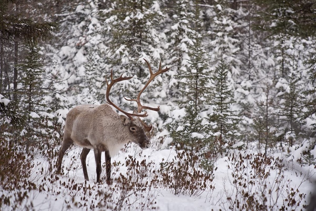 Woodland caribou, Parc national de la Gaspesie, Quebec, Canada