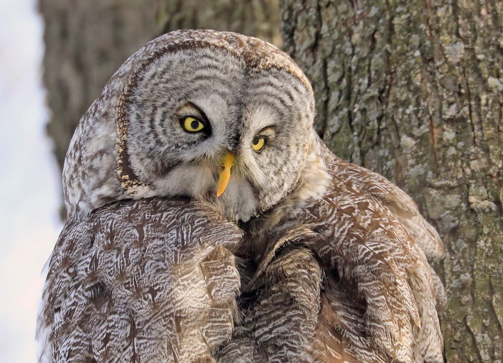 Parc régional des Appalaches, Quebec