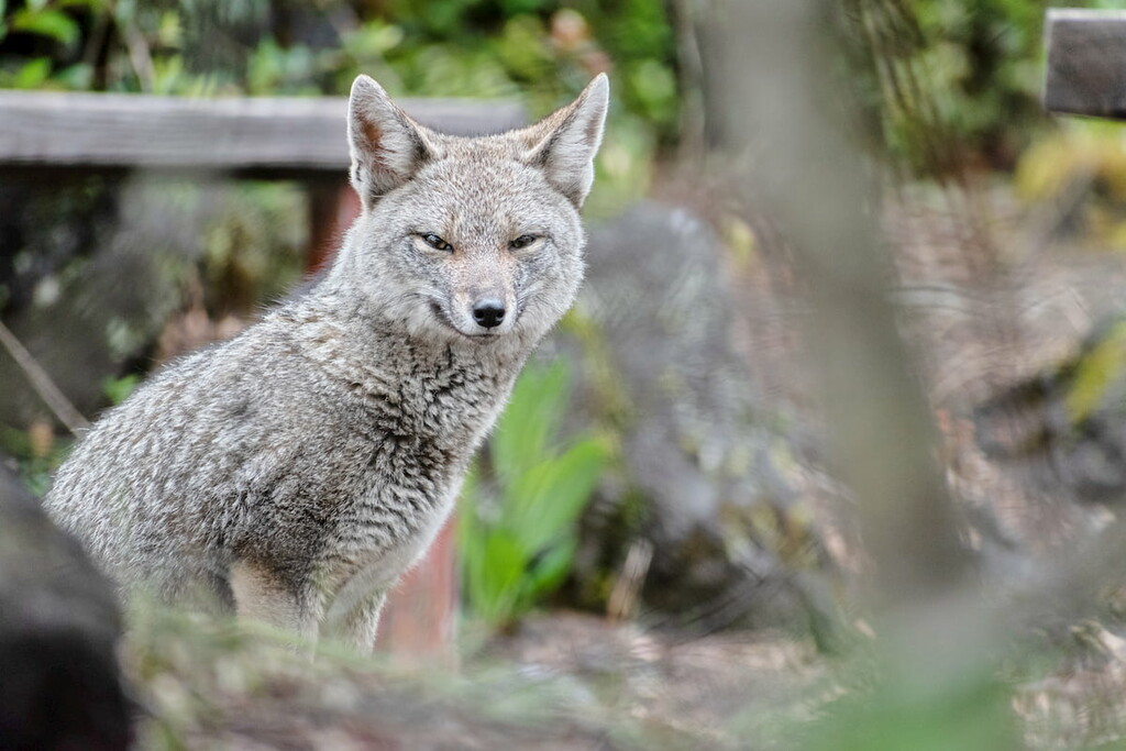 Wild fox (Zorro Chilla) at Vicente Perez Rosales National Park, Chile