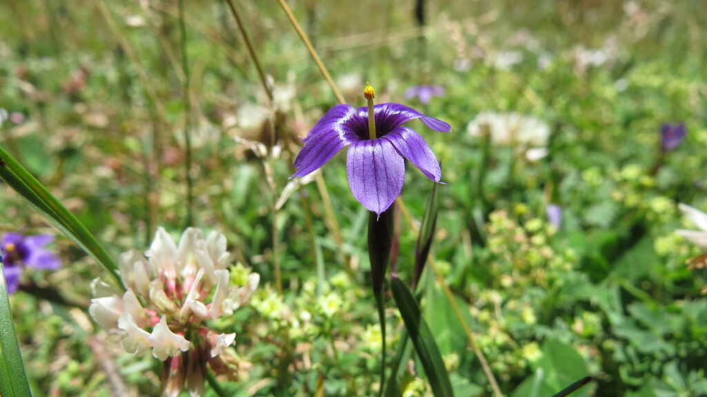 Parque nacional Cofre de Perote, Mexico