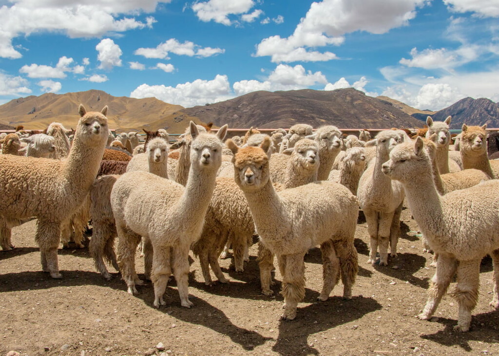 Herd of Alpacas Grazing in Peru