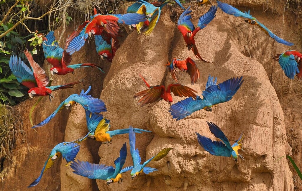 Tambopata National Reserve, Peru