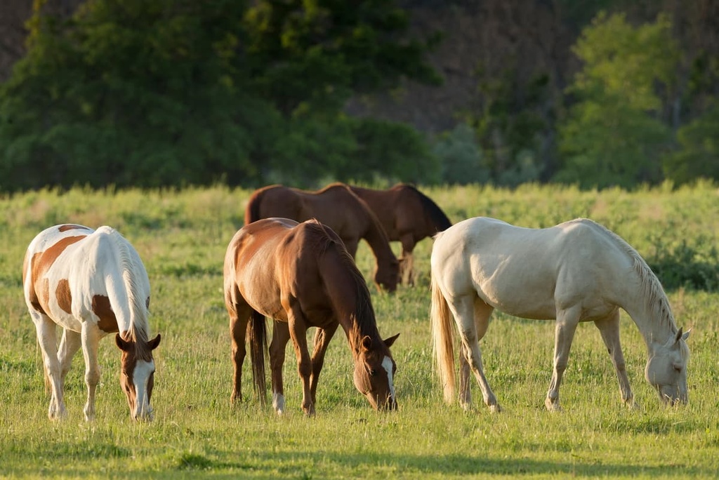 Philmont Scout Ranch, New Mexico