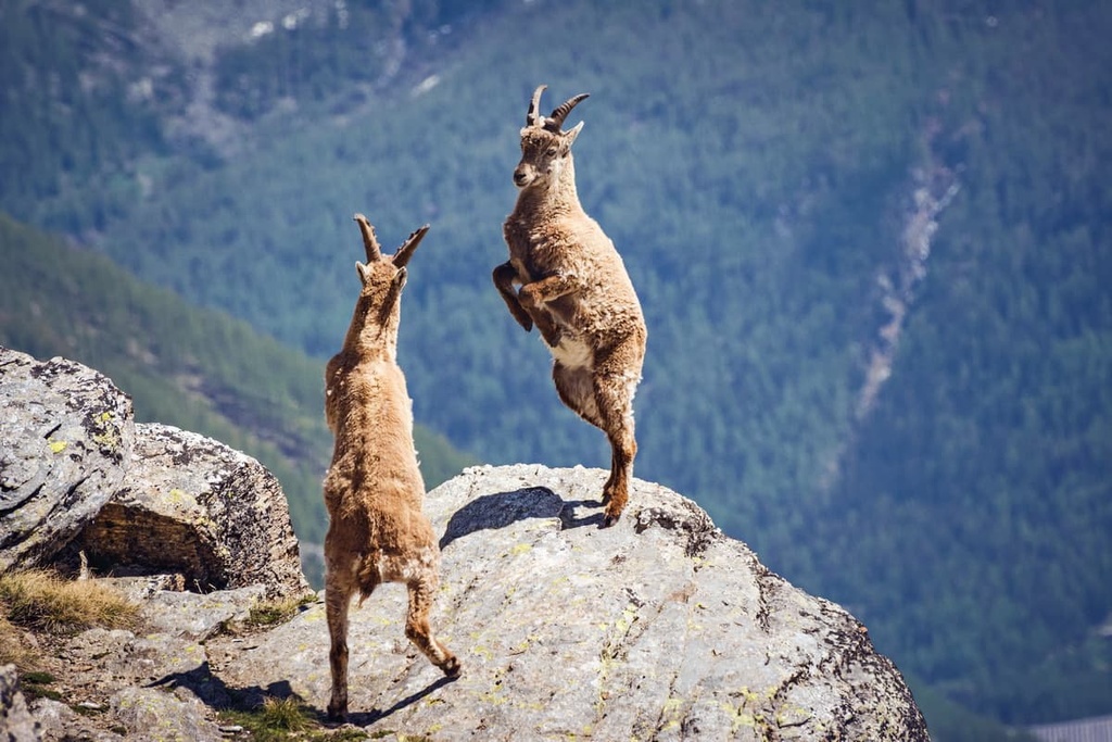 Wild ibex, Gran Paradiso National Park, Piedmont, Italy