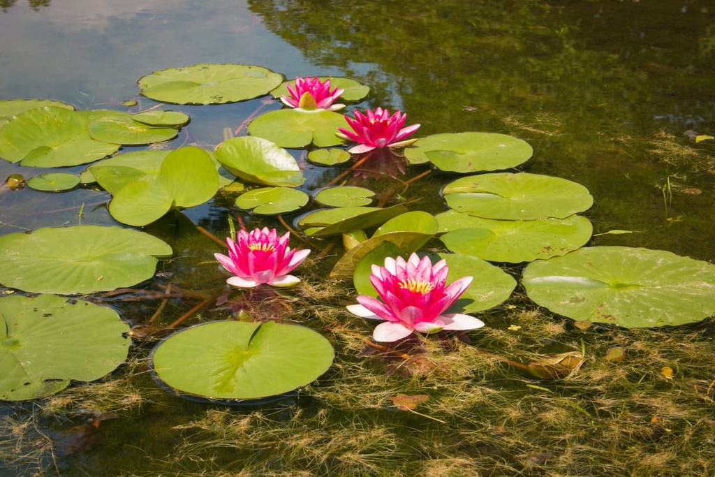 water lilies, Piedmont, Italy
