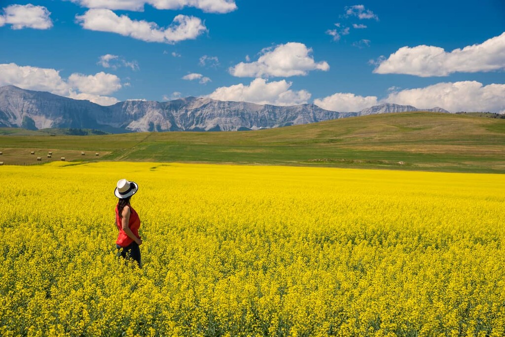 Yellow canola field, Municipal District of Pincher Creek, Alberta