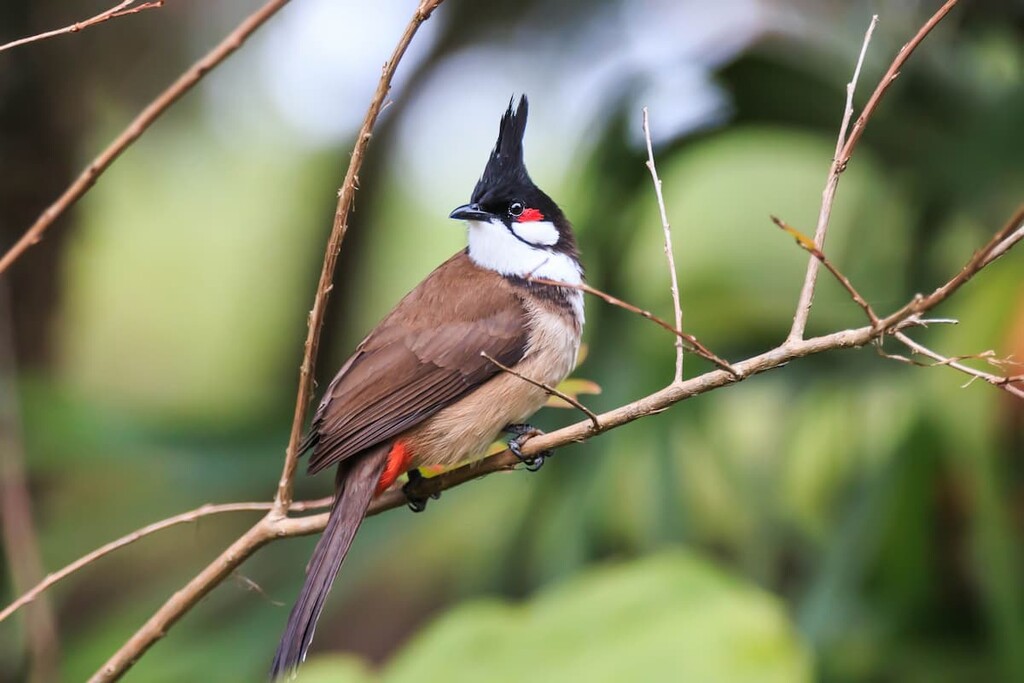 Red whiskered Bulbul , Pok Fu Lam Country Park, China