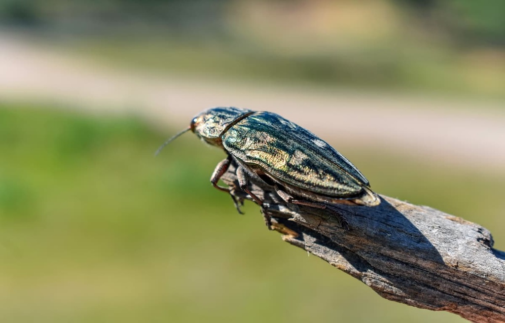 Pollino National Park, Italy