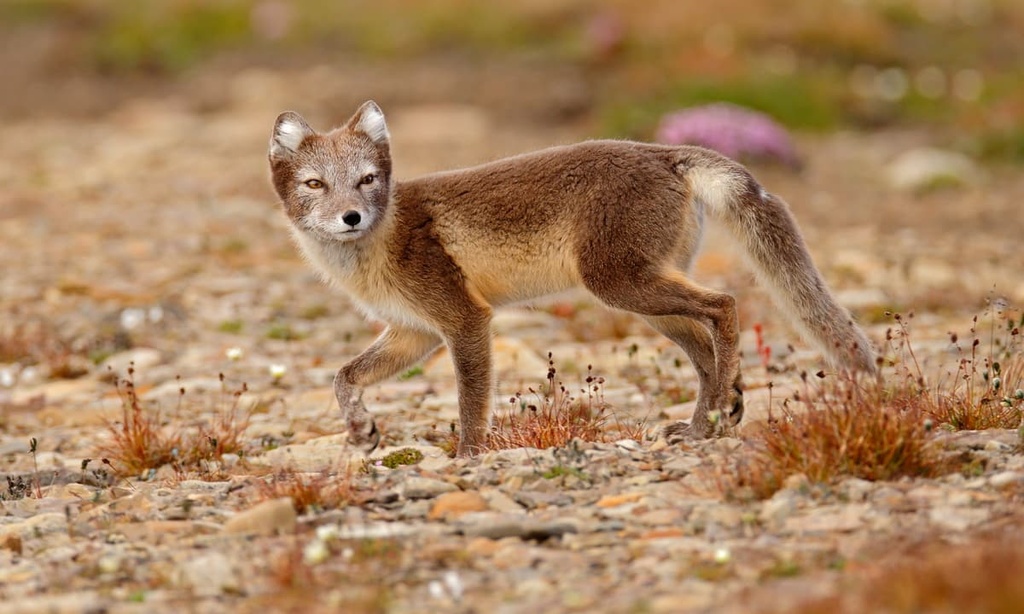  Arctic foxes, Pöyrisjärvi Wilderness Area, Finland
