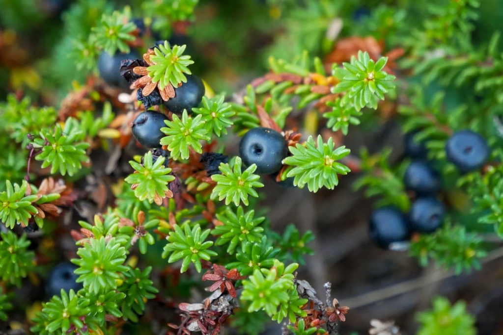 black crowberry, Pöyrisjärvi Wilderness Area, Finland