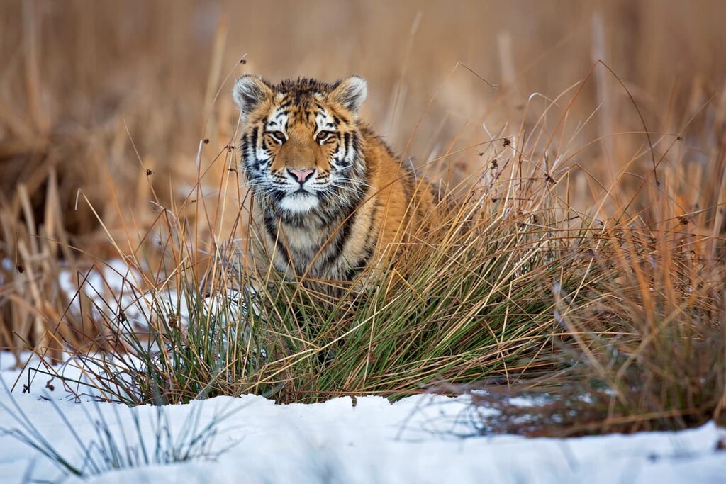 Amur tiger, Primorsky Krai, Russi