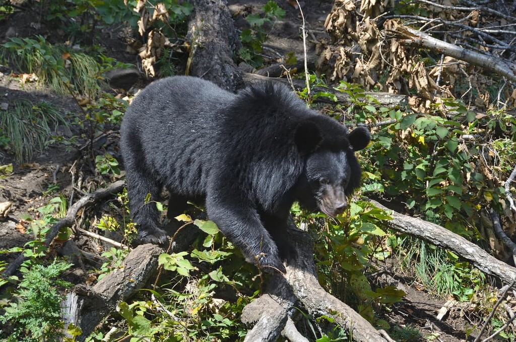 Himalayan bear, Primorsky Krai, Russi