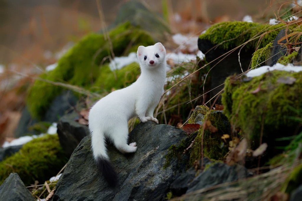 Pulju Wilderness Area, Finland