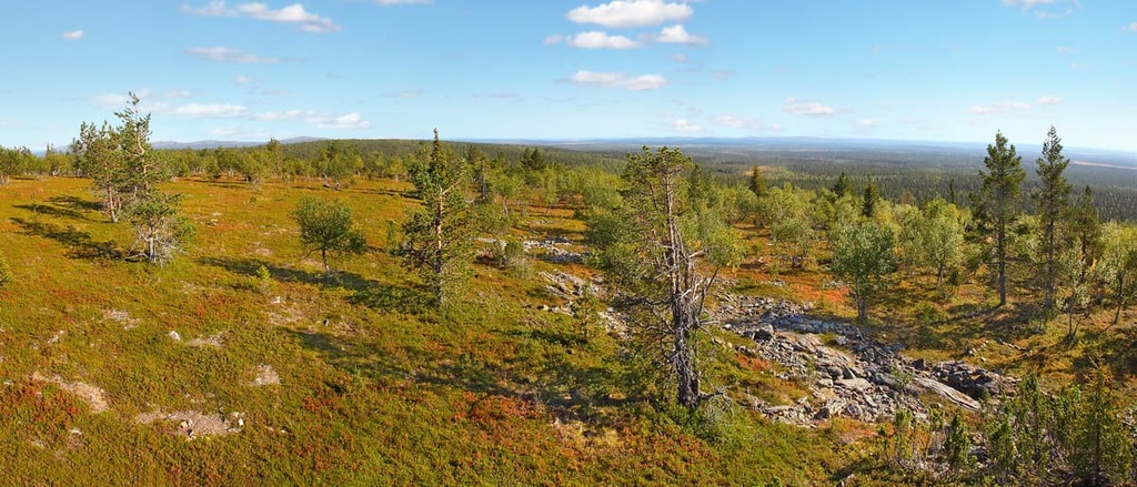 Pulju Wilderness Area, Finland